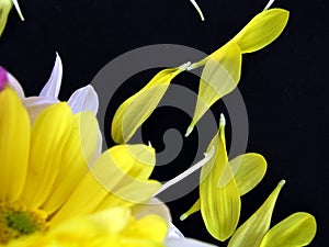 Flower Bouquet with Fallen Petals