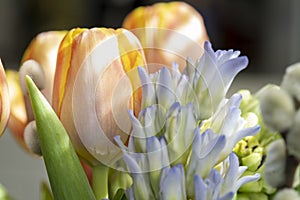 Flower bouquet macro photo.