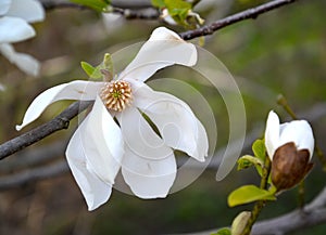 The flower and bouton of magnolia cobus Magnolia kobus DC