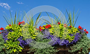 Flower box with blooming plants