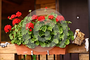 Flower box with geranium flowers on cottage house porch