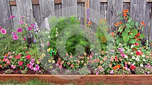 Flower box, large raised bed with vibrant annuals and perennials photo