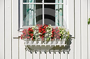 Flower Box With Red Flowers At A Window