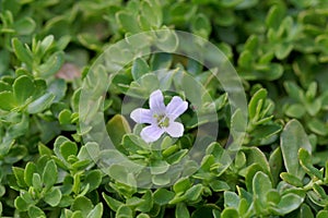 Flower of a brahmi plant, Bacopa monnieri