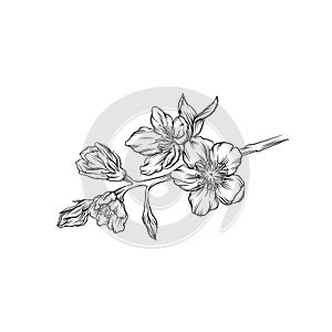 Flower branch, hand drawn monochrome floral design element vector Illustration