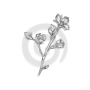 Flower branch monochrome sketch, floral design element vector Illustration