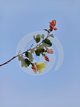 Flower on a branch wavering on blue Sky