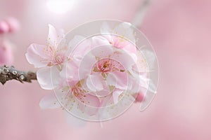 Flower branch with white petals and yellow stamen on twig. Pink neat flowers on branches of cherry tree.