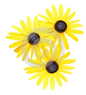 Flower branch: Yellow Black eyed susan or rudbeckia flowers