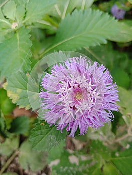 Flower Brazillian  button, lark daisy beautifull picture