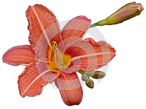 The flower is a bright open red-yellow striped lily.