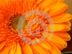 Flower bright Orange close-up strong Color