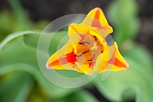 A flower of a bright red-yellow tulip close-up on a green background, delicate petals