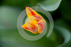 A flower of a bright red-yellow tulip close-up on a green background, delicate petals