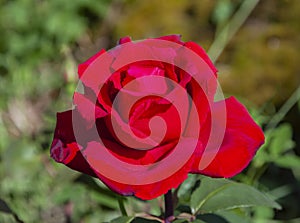 Flower of bright scarlet rose of the Erotica variety of Tantau selection close-up photo