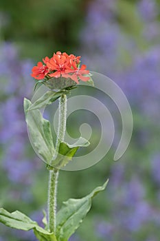 Flower of Bristol. Silene chalcedonica