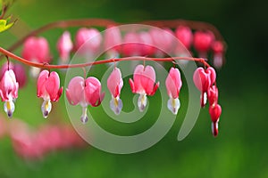 Flower Broken heart heart of Jeanette . Blooming Bush in the garden. The Bleeding Heart Dicentra .