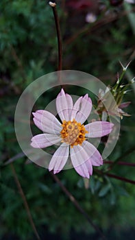 Flower broken but life