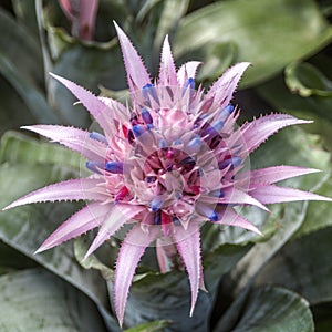 The flower of BromÃ©lia Aequimea Aechmea.