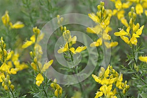 Flower of the Broom Genista sylvestris