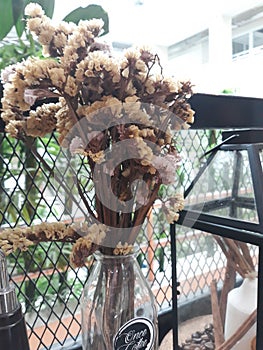 Flower brown  beauty