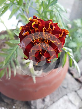 Flower of brown and red color
