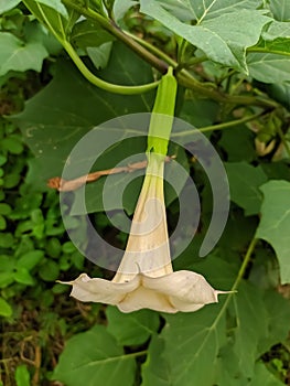 flower,Brugmansia suaveolens, Brazil& x27;s white angel trumpet, also known as angel& x27;s tears and snowy angelâ€™s trumpet