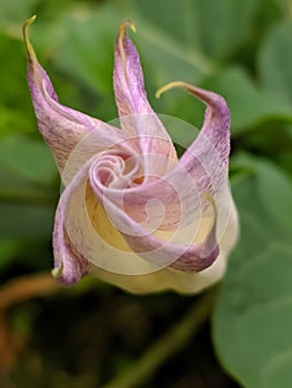 flower,Brugmansia suaveolens, Brazil& x27;s white angel trumpet, also known as angel& x27;s tears and snowy angelâ€™s trumpet