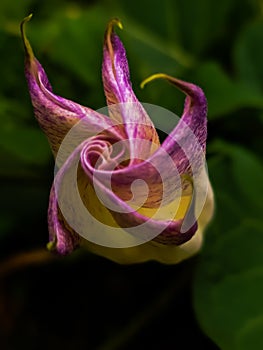 flower,Brugmansia suaveolens, Brazil& x27;s white angel trumpet, also known as angel& x27;s tears and snowy angelâ€™s trumpet