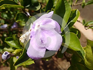 Flower of the Brunfelsia. The flowers are borne in terminal clusters, and start off purple then mature to lavender then white.