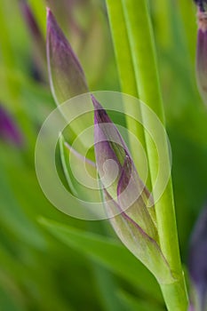 Flower bud