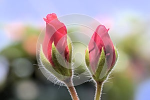 Flower bud