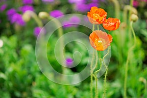 Flower and bud