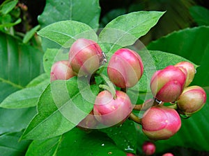 Flower bud