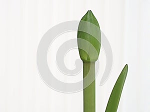 Flower Bud