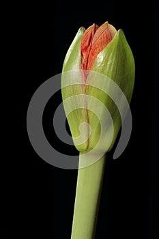 Flower Bud