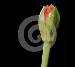 Flower Bud photo