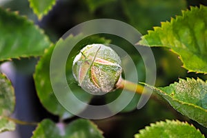 A flower bud being destroyed by powdery mildew