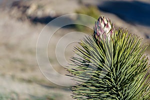 Flower Bud Bloom of a Joshua Tree Yucca brevifolia