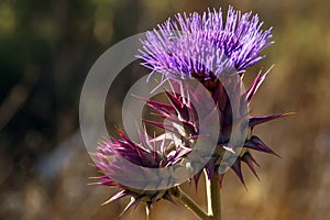 Flower and bud of blooming Spear Thistle