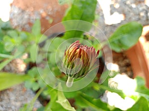 Flower bud close-up photography