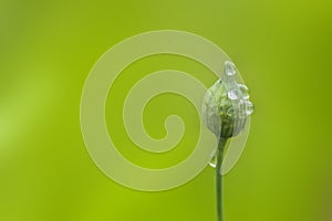 Flower bud photo