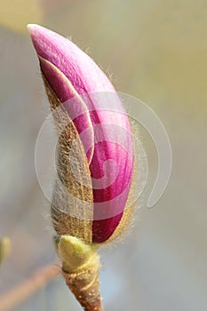 Flower bud