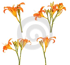 Flower bud of the daylily. Isolated on white