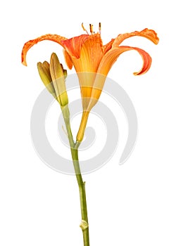 Flower bud of the daylily. Isolated on white