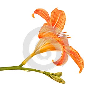 Flower bud of the daylily. Isolated on white