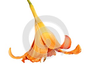 Flower bud of the daylily. Isolated on white