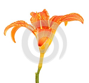 Flower bud of the daylily. Isolated on white