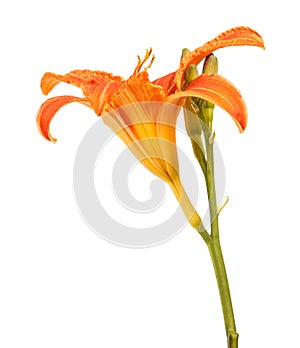 Flower bud of the daylily. Isolated on white