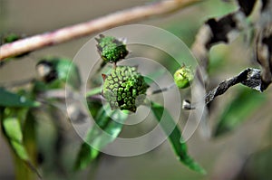 The flower bud of the Eclipta albano garden